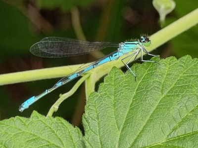 Coenagrion hastulatum male